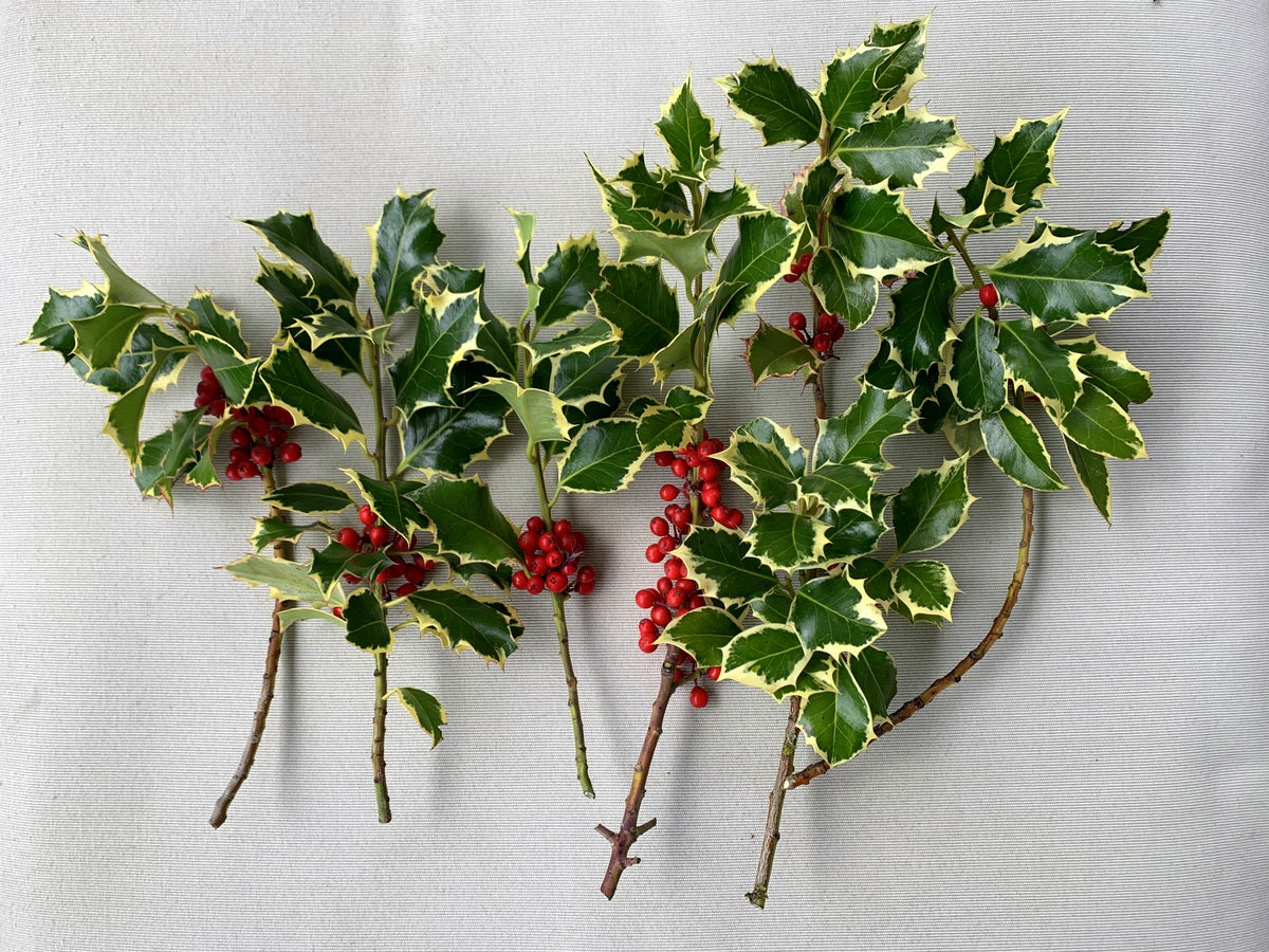 Variegated Fresh Cut Holly