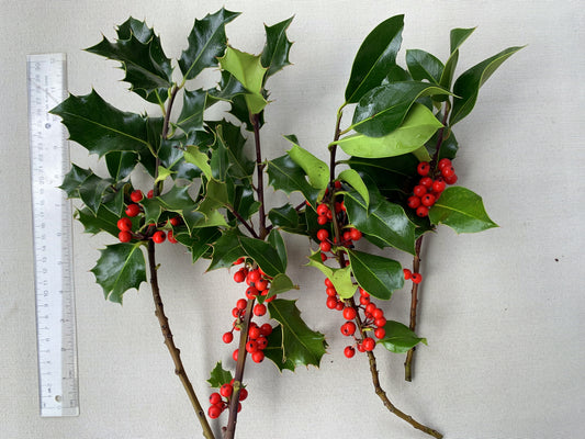 English Green Fresh Cut Holly