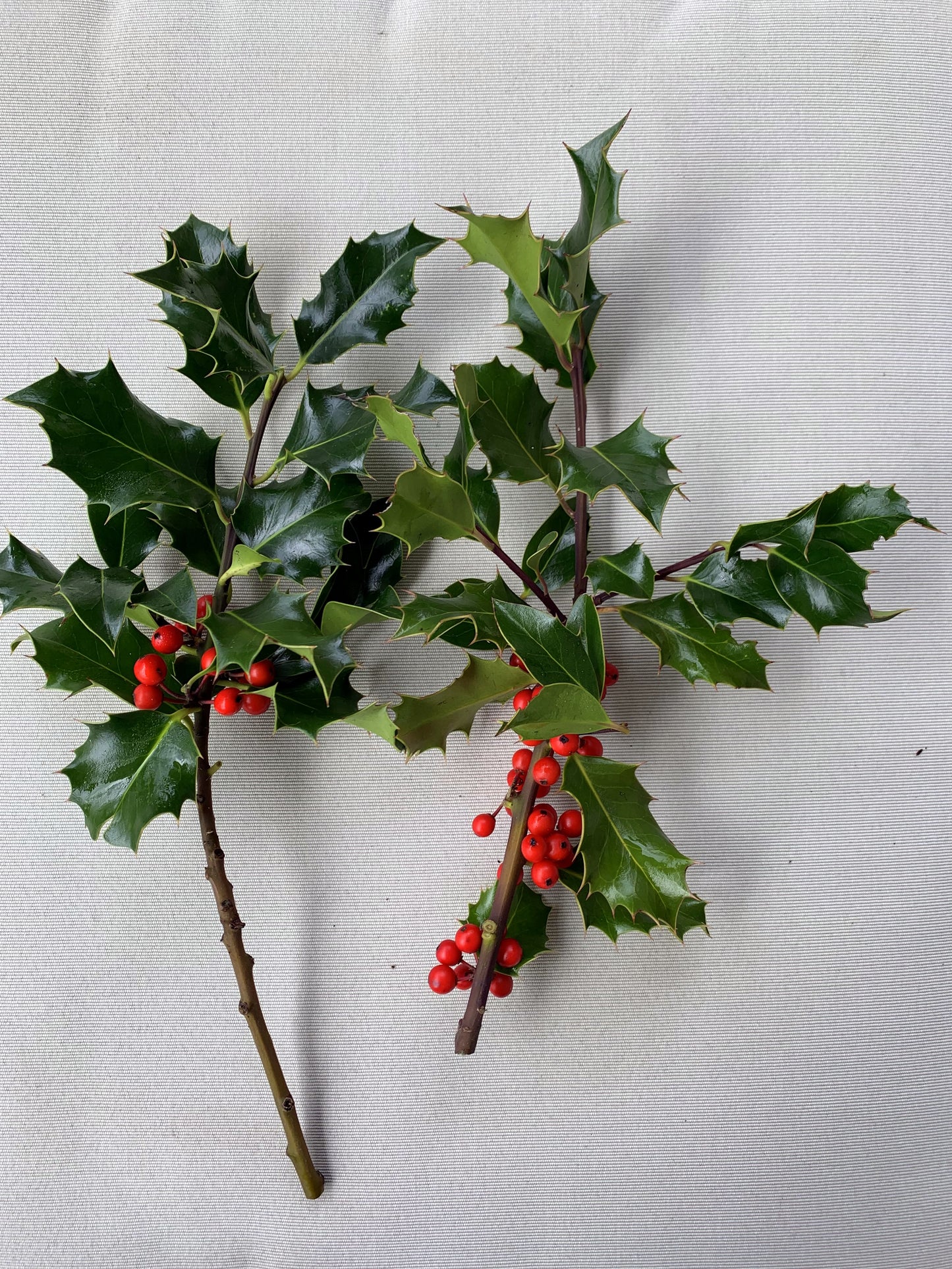 English Green Fresh Cut Holly