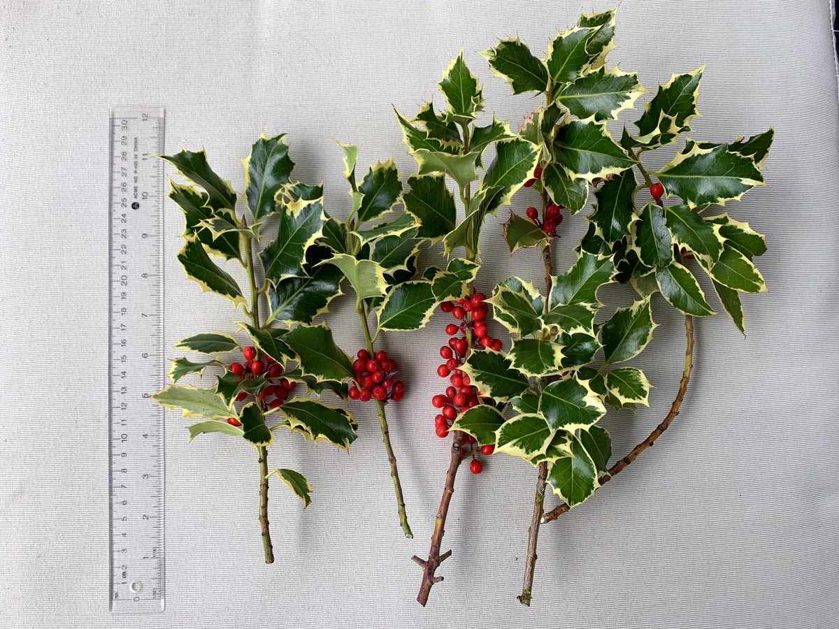 Variegated Fresh Cut Holly