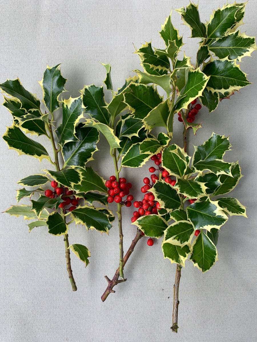 Variegated Fresh Cut Holly